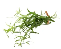 URTER ESTRAGON 10X100G KG