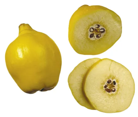 Kveder Kg