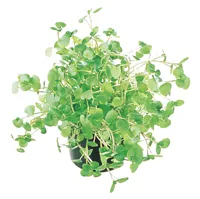 URTER BRØNNKARSE 170G POTTE