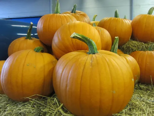 Gresskar Halloween Runde Kg