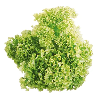 Salat Lollo Grønn Blader 2kg