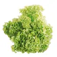 SALAT LOLLO GRØNN BLADER 2KG