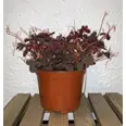 URTER OXALIS STK