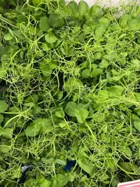 KARSE AFFILLA CRESS STK