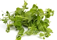 KARSE SALAD PEA 100G