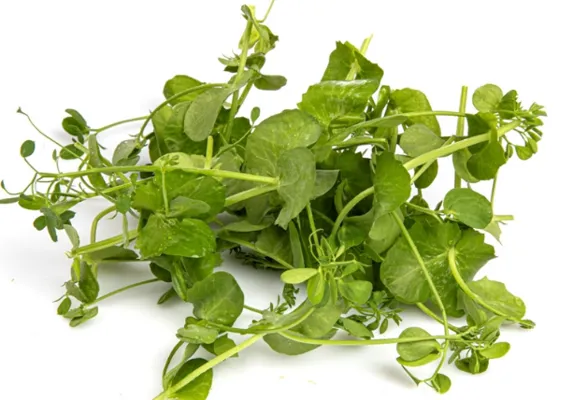Karse Salad Pea 100g