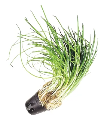 Gressløk Liten Potte