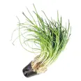 CHIVES SMALL POT