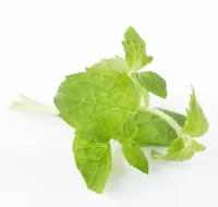 URTER MYNTE BUNT STK