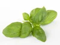 URTER BASILIKUM 100G