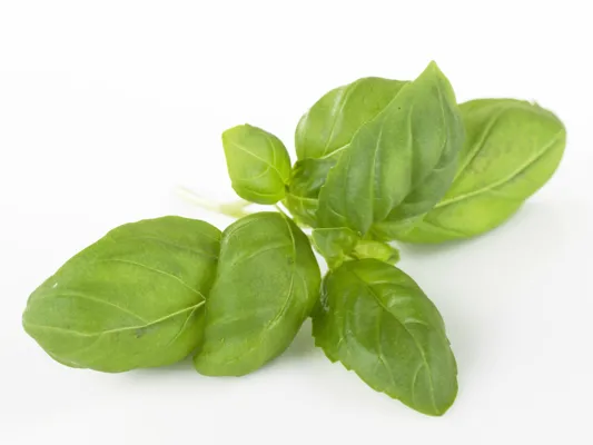 URTER BASILIKUM 100G URTER BASILIKUM 100G