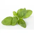 URTER BASILIKUM 100G