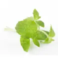 URTER MYNTE 100G