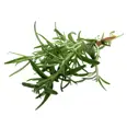 URTER ROSMARIN 100G