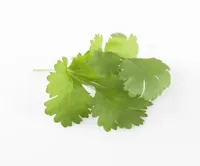 URTER KORIANDER 100G