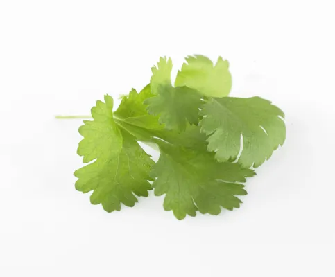 Urter Koriander 100g