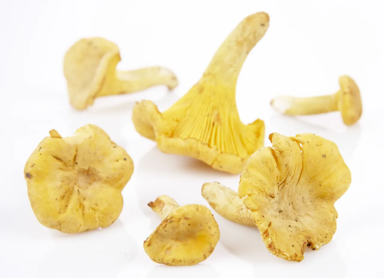 SOPP KANTARELLER TØRKET 100G