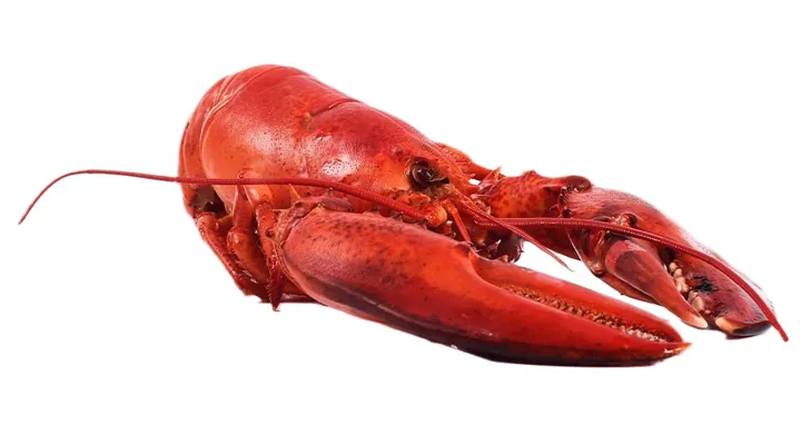 HUMMER 300G HUMMER 300G