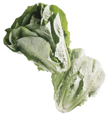 Salat Romano Kuttet Pk 0,5kg