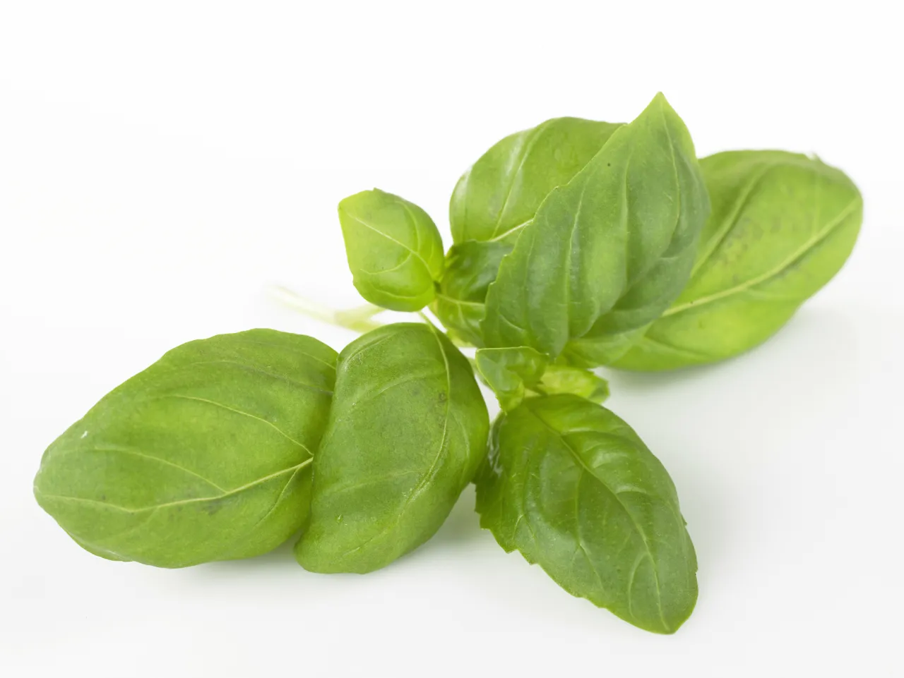 BASILIKUM THAI, POTTE