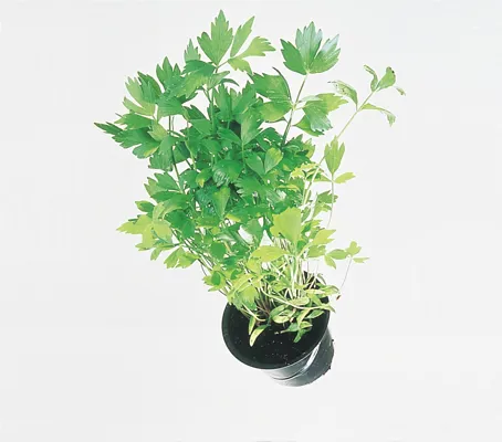 LØPSTIKKE, POTTE LØPSTIKKE, POTTE