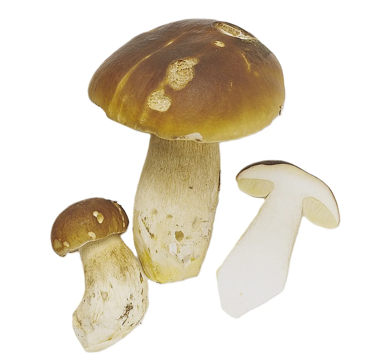 STEINSOPP TØRKET 500GR PK