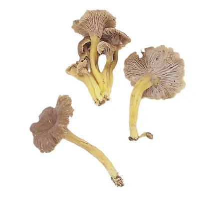 KANTARELL "TRAKT" KG KANTARELL "TRAKT" KG