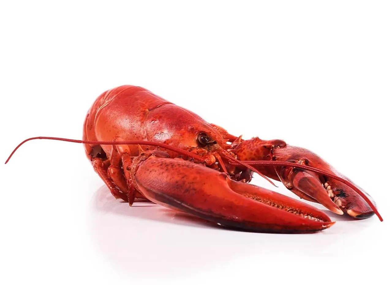 HUMMER KOKT CANADISK 300GR FRYS