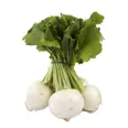 NEPE BUNT