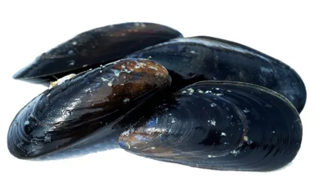 Blåskjell Fersk Kg