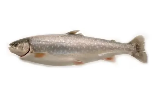 ISHAVSRØYE HEL FERSK KG ISHAVSRØYE HEL FERSK KG