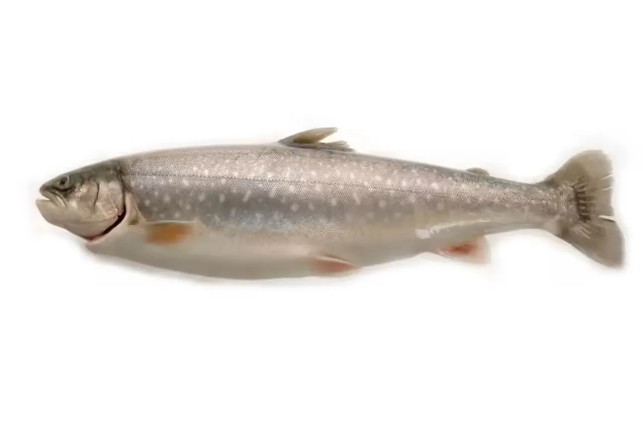 ISHAVSRØYE HEL FERSK KG