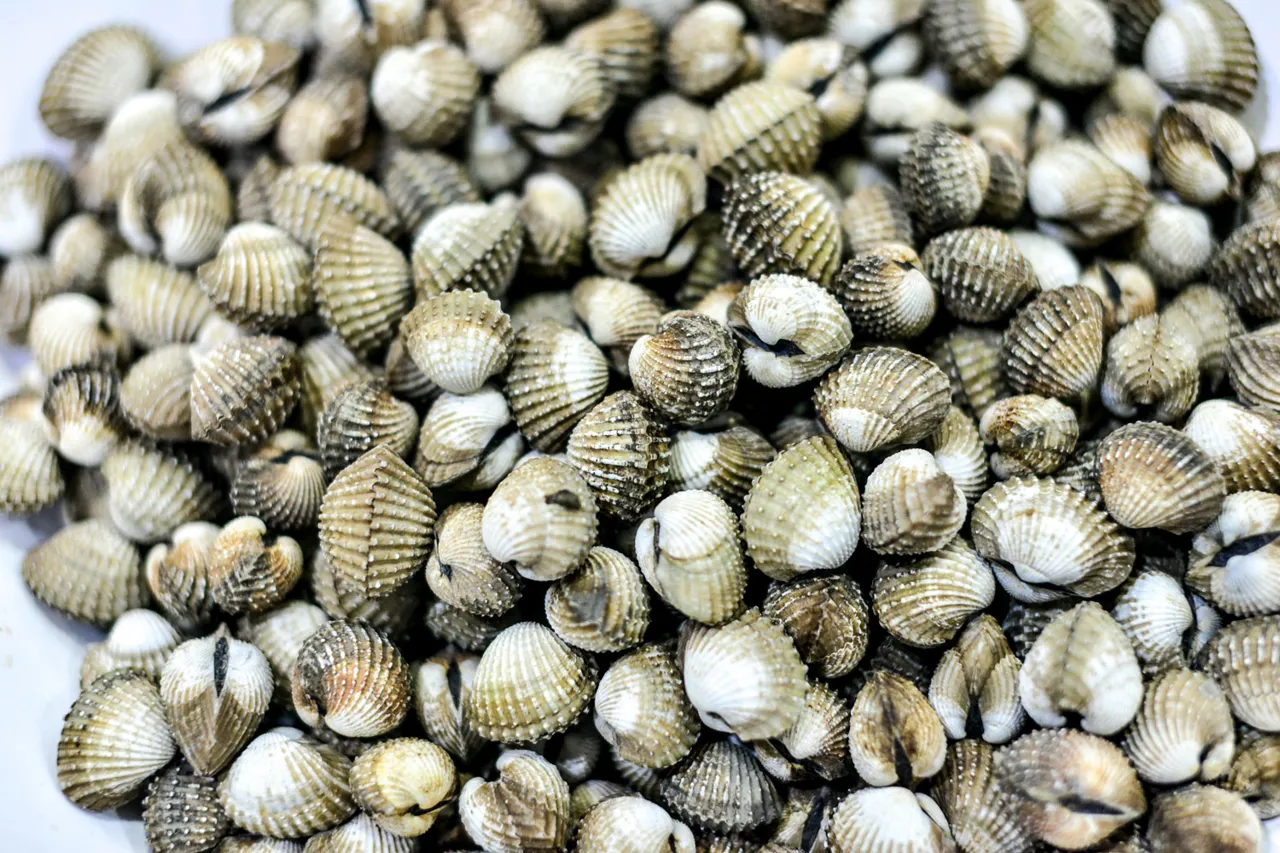 HJERTESKJELL FERSK 1KG NETT