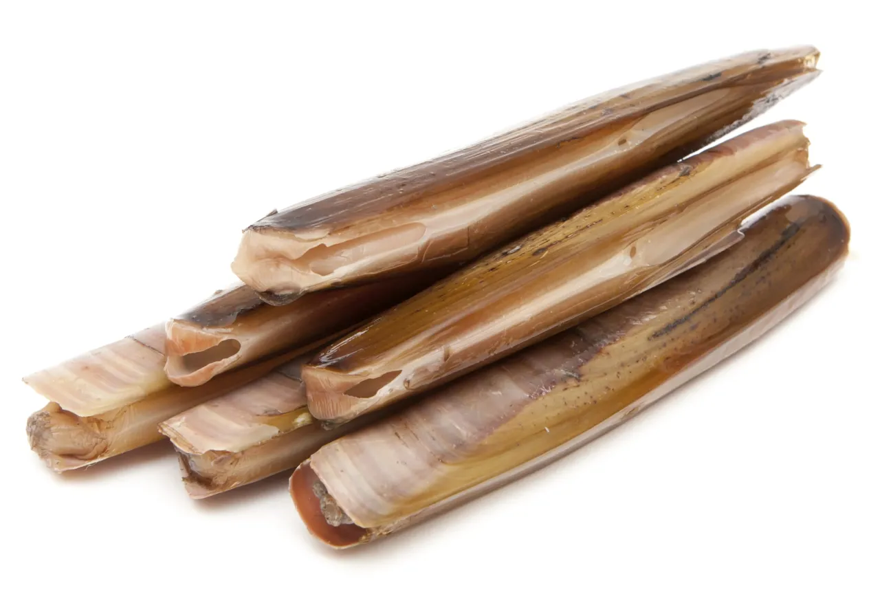 KNIVSKJELL FERSK 1KG NETT