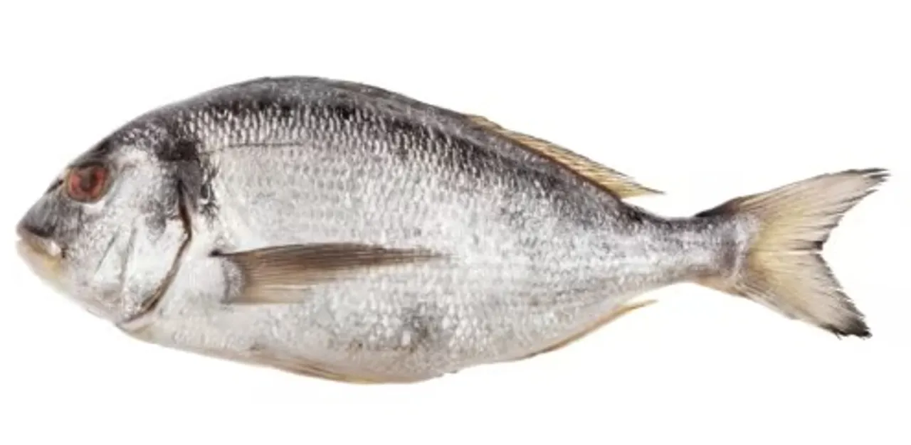 DORADE HEL FERSK KG