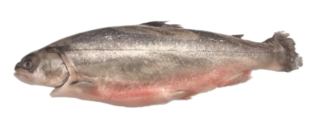 BLÅFJELLRØYE HEL KG