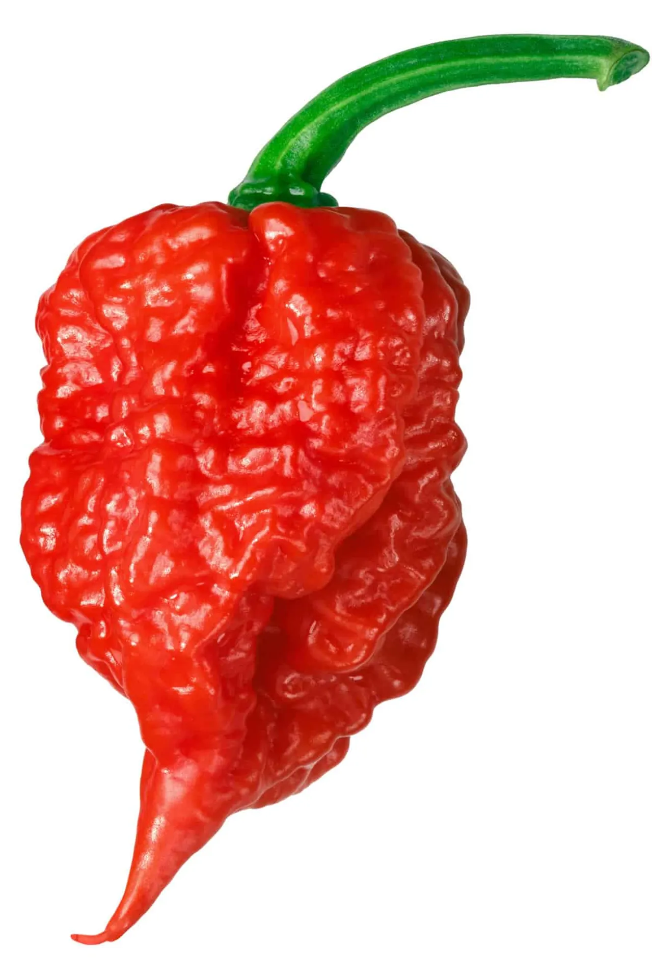 CAROLINA REAPER 8X50G