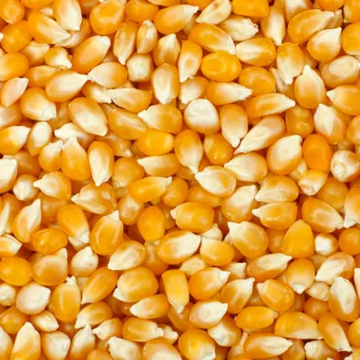 Maiskorn Til Popcorn 1kg