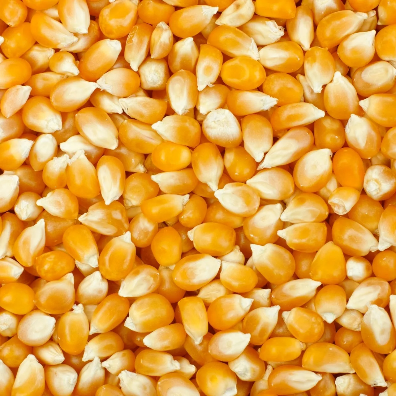 MAISKORN TIL POPCORN 1KG
