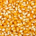 MAISKORN TIL POPCORN 1KG