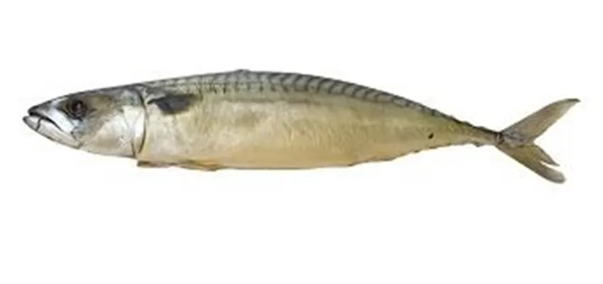 Makrell kaldrøkt hel VV plu Makrell kaldrøkt hel VV plu