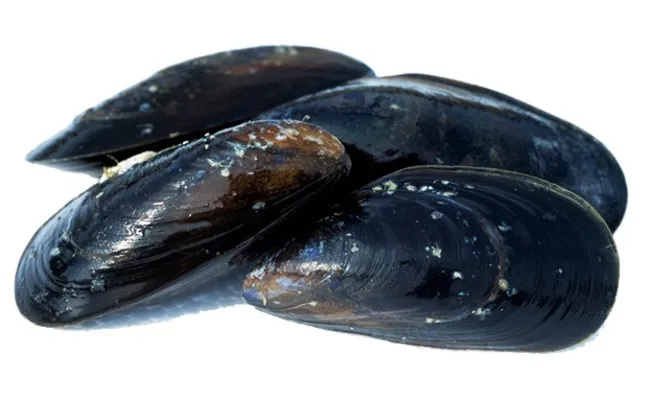 BLÅSKJELL LEVENDE KG BLÅSKJELL LEVENDE KG
