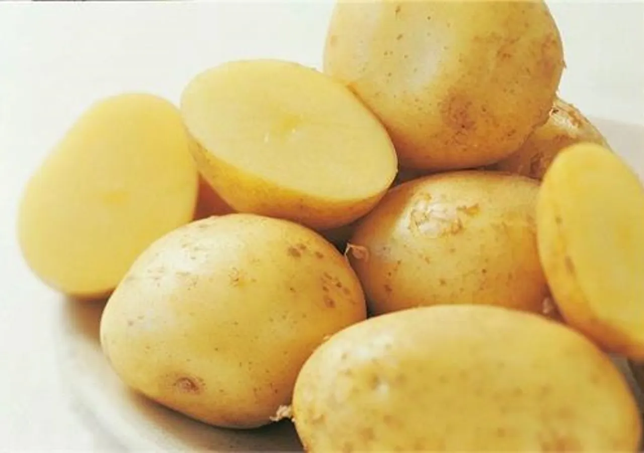 JÆRPOTET SMÅ 35-42MM