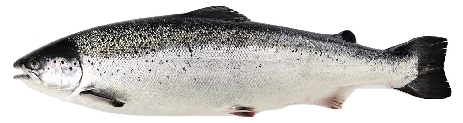 LAKS HEL 3-4 KG POLAR LAKS HEL 3-4 KG POLAR