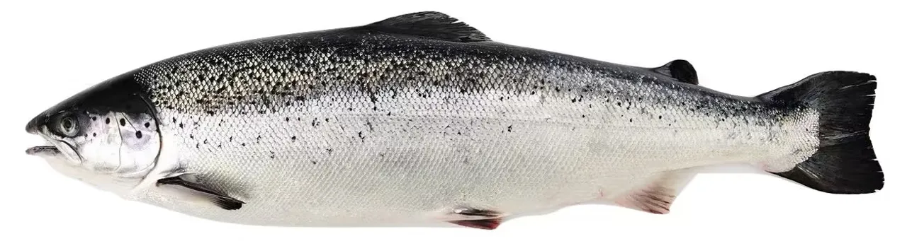 LAKS HEL 3-4 KG POLAR