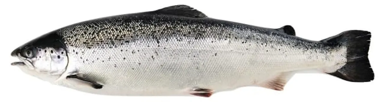 LAKS HEL 2-3 KG POLAR