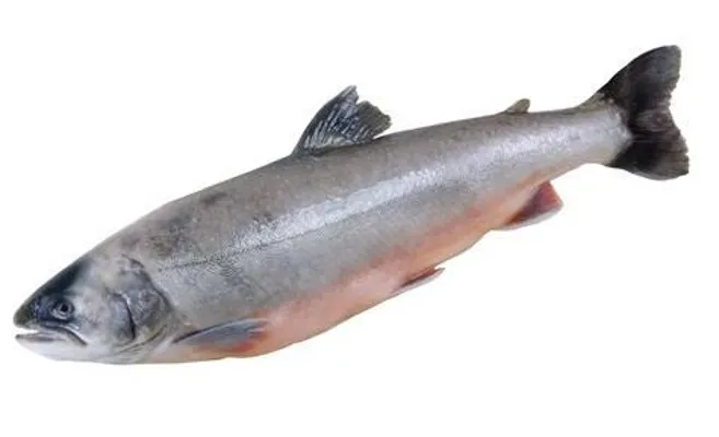 ØRRET FJELLØRET HARDANGER ØRRET FJELLØRET HARDANGER