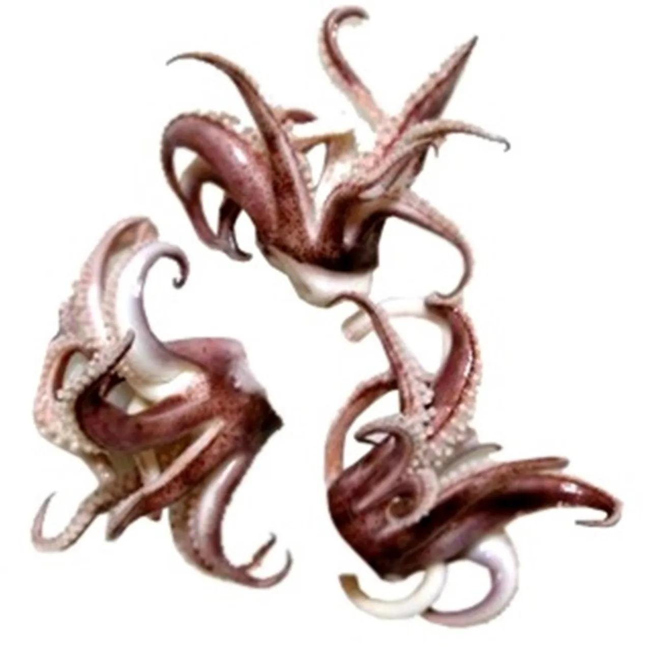 CALAMARI ARMER 20X500GR