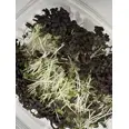 MIZUNA SENNEP 150G