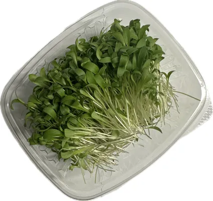 Koriander 70g